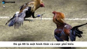 Đá gà 88 là một hình thức cá cược phổ biến trong giới đam mê đá gà