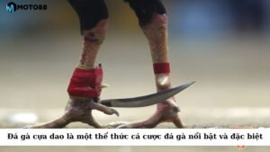 Đá gà cựa dao là một trong những thể thức cá cược đá gà nổi bật và đặc biệt