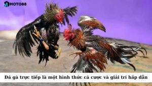 Đá gà trực tiếp là một hình thức cá cược và giải trí hấp dẫn
