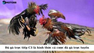 Đá gà trực tiếp C3 là hình thức được tổ chức và phát sóng trực tiếp qua nền tảng trực tuyến