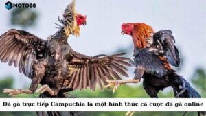 Đá gà trực tiếp Campuchia là một hình thức cá cược đá gà online
