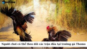 Người chơi có thể theo dõi các trận đấu diễn ra tại trường gà Thomo qua video live stream