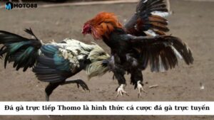 Đá gà trực tiếp Thomo là hình thức cá cược đá gà trực tuyến hấp dẫn