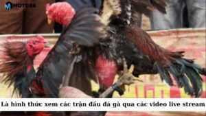 Trực tiếp đá gà 67 là hình thức xem các trận đấu đá gà qua các video live stream